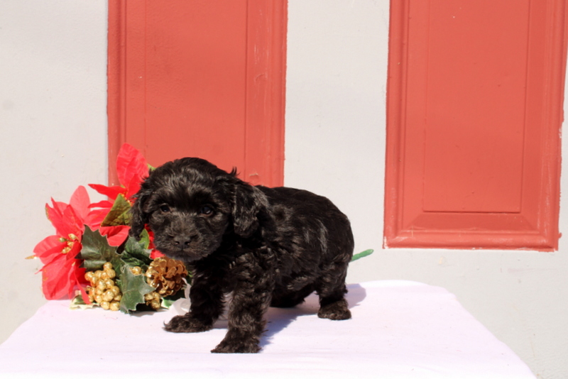 puppy, for, sale, Morkie-Poo, Matthew B. Stoltzfus, dog, breeder, Gap, PA, dog-breeder, puppy-for-sale, forsale, nearby, find, puppyfind, locator, puppylocator, aca